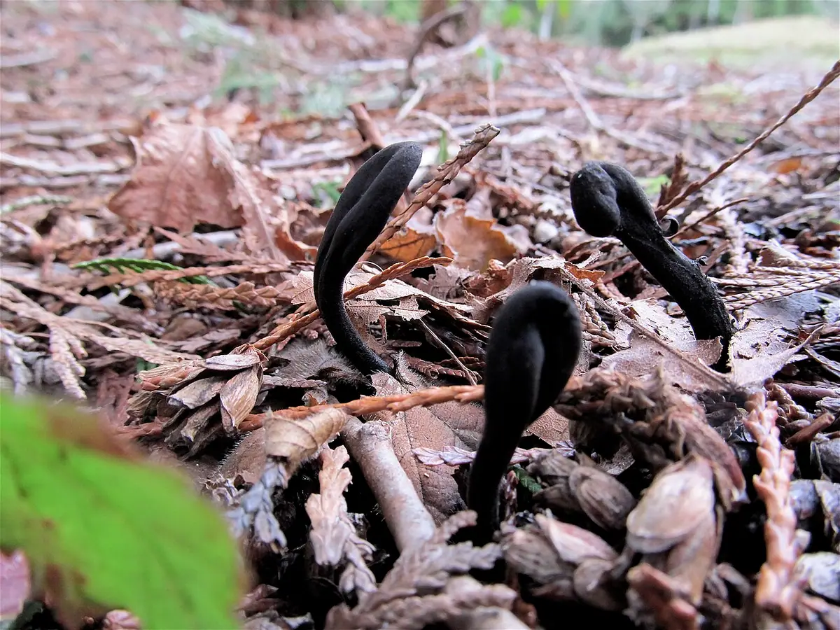 Ziemiozorek czarniawy (Geoglossum nigritum) — zdjęcie 1 z 4