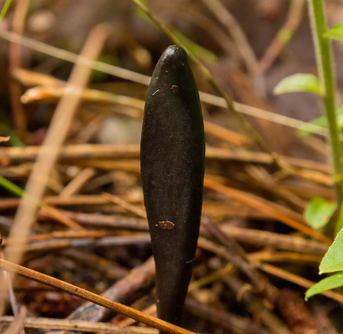 Ziemiozorek różnokształtny (Geoglossum difforme) — zdjęcie 1 z 4