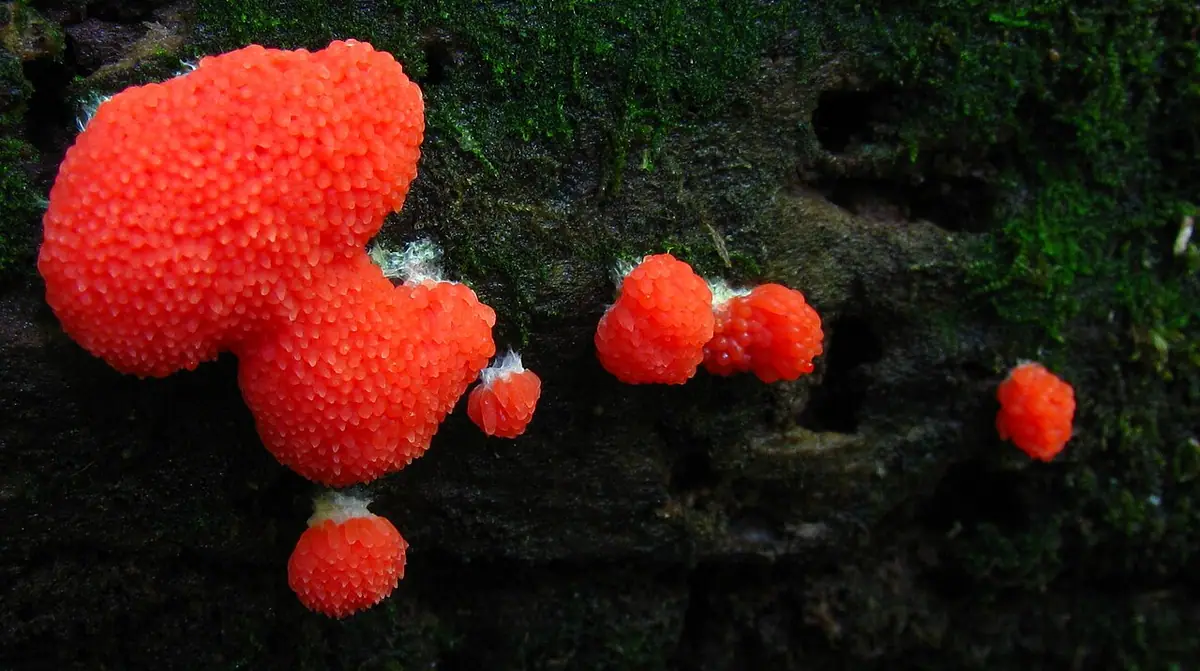 Zlepniczek walcowaty (Tubifera ferruginosa) — zdjęcie 1 z 4