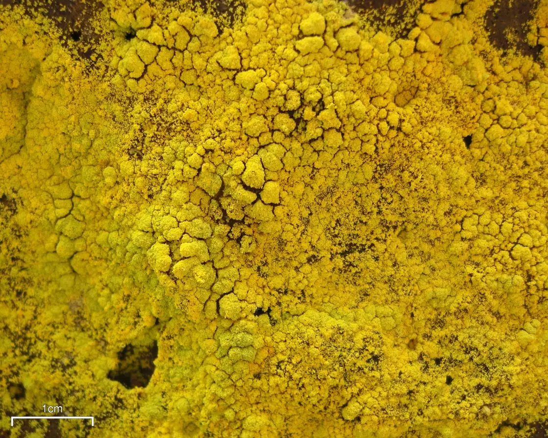 Złociszek jaskrawy (Chrysothrix candelaris) — zdjęcie 1 z 4