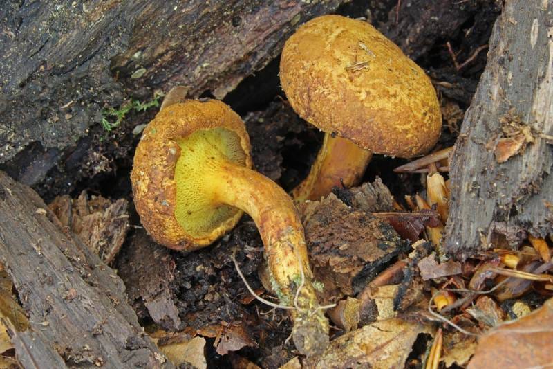 Złotak czerwonawy (Buchwaldoboletus lignicola) — zdjęcie 1 z 4