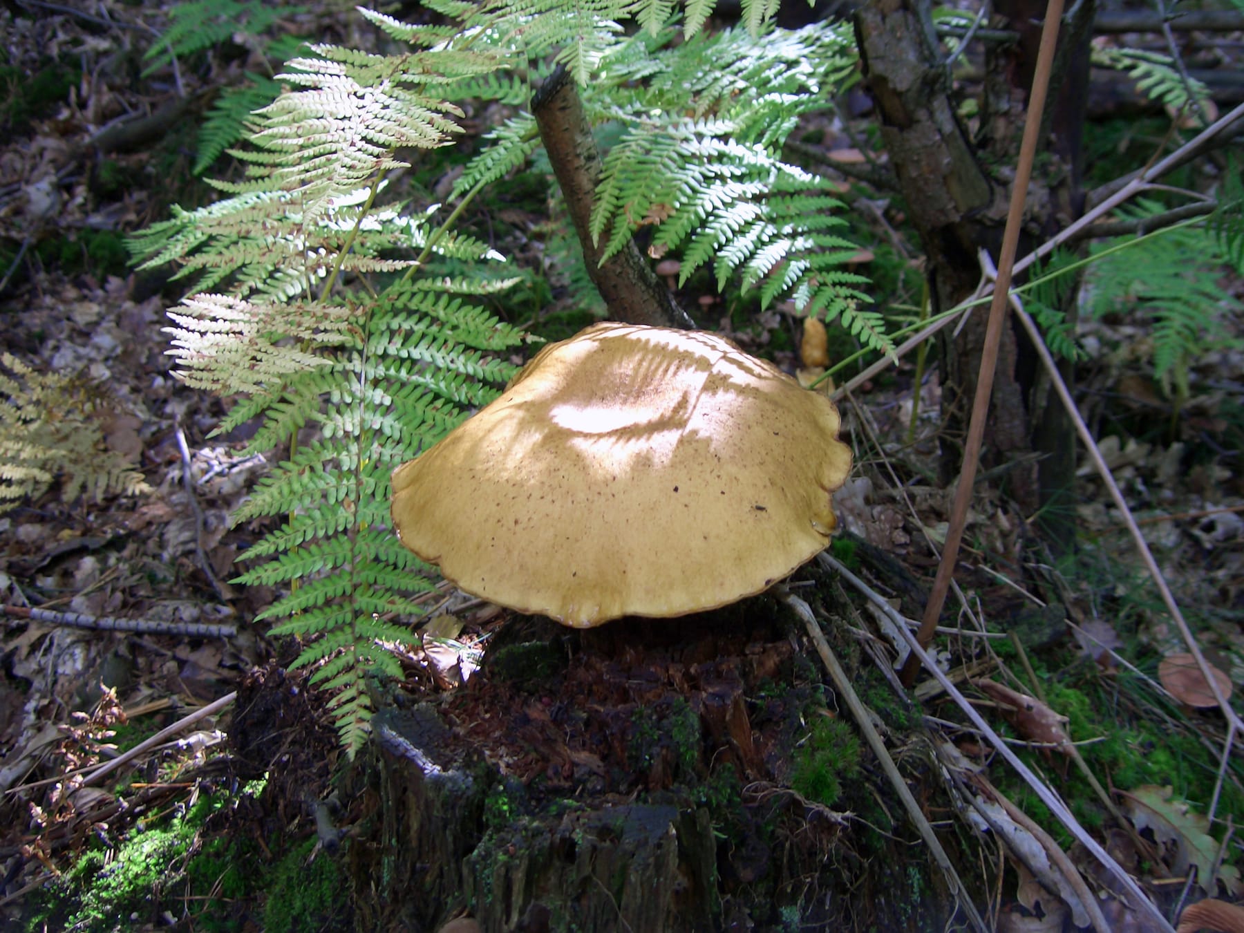 Złotak siarkowy (Buchwaldoboletus hemichrysus) — zdjęcie 1 z 4