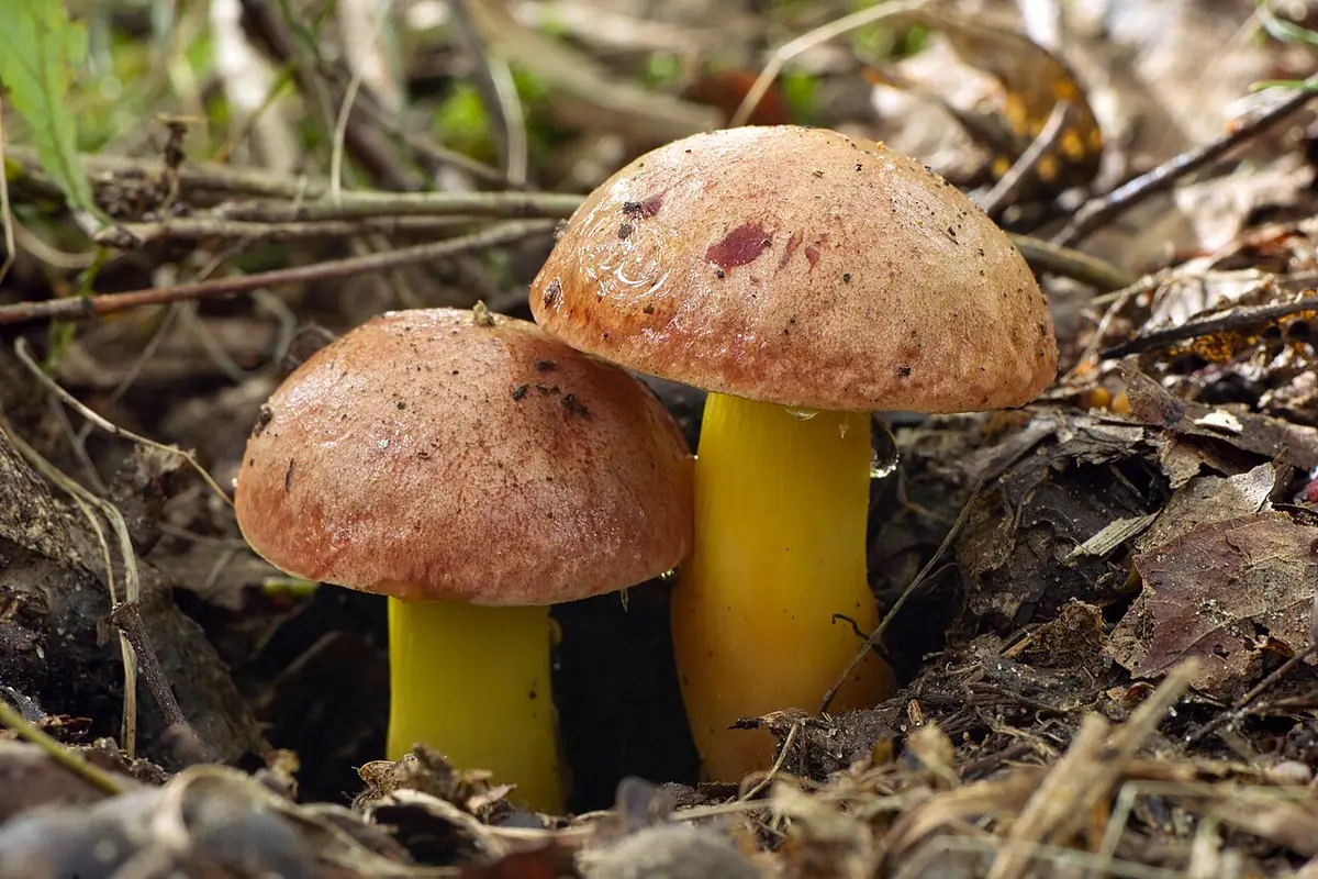 Złotak złotopory (Aureoboletus gentilis) — zdjęcie 1 z 4