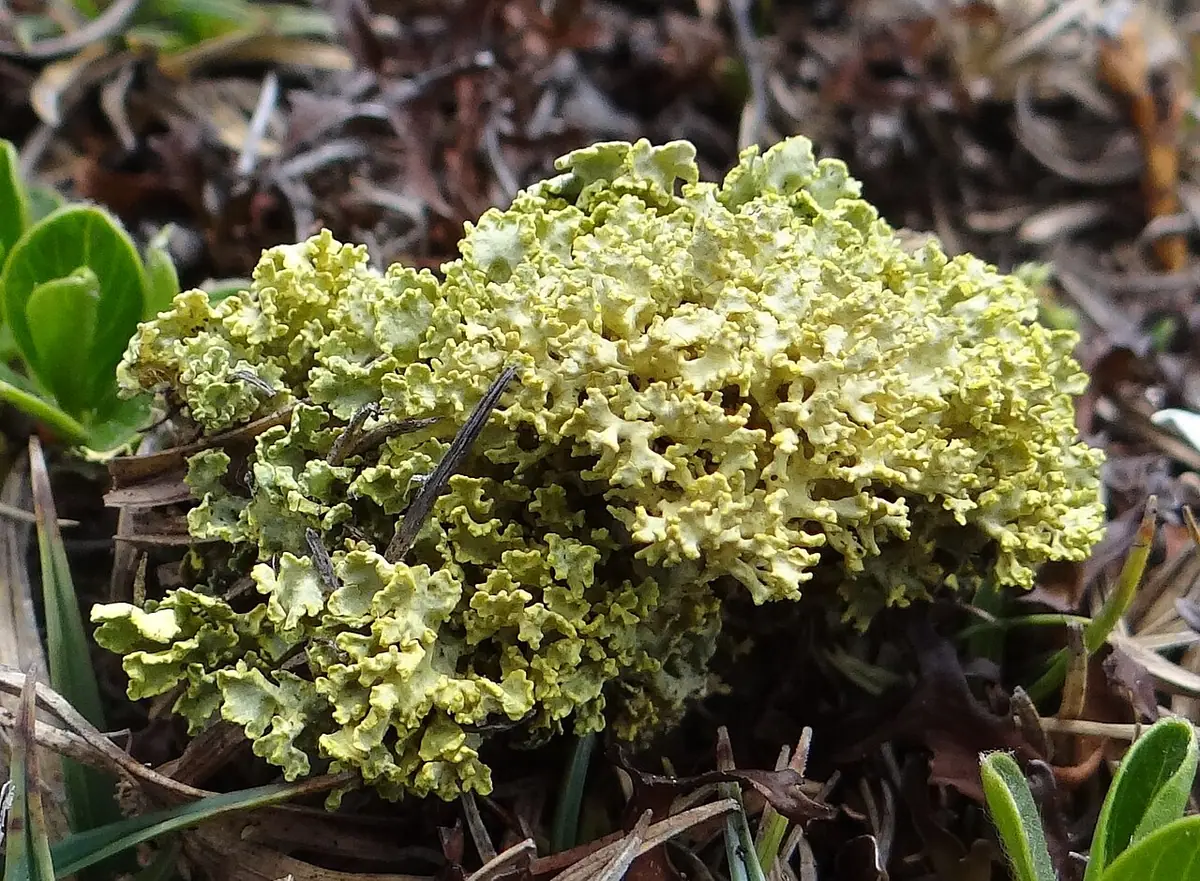 Złotlinka halna (Vulpicida tubulosus) — zdjęcie 1 z 4
