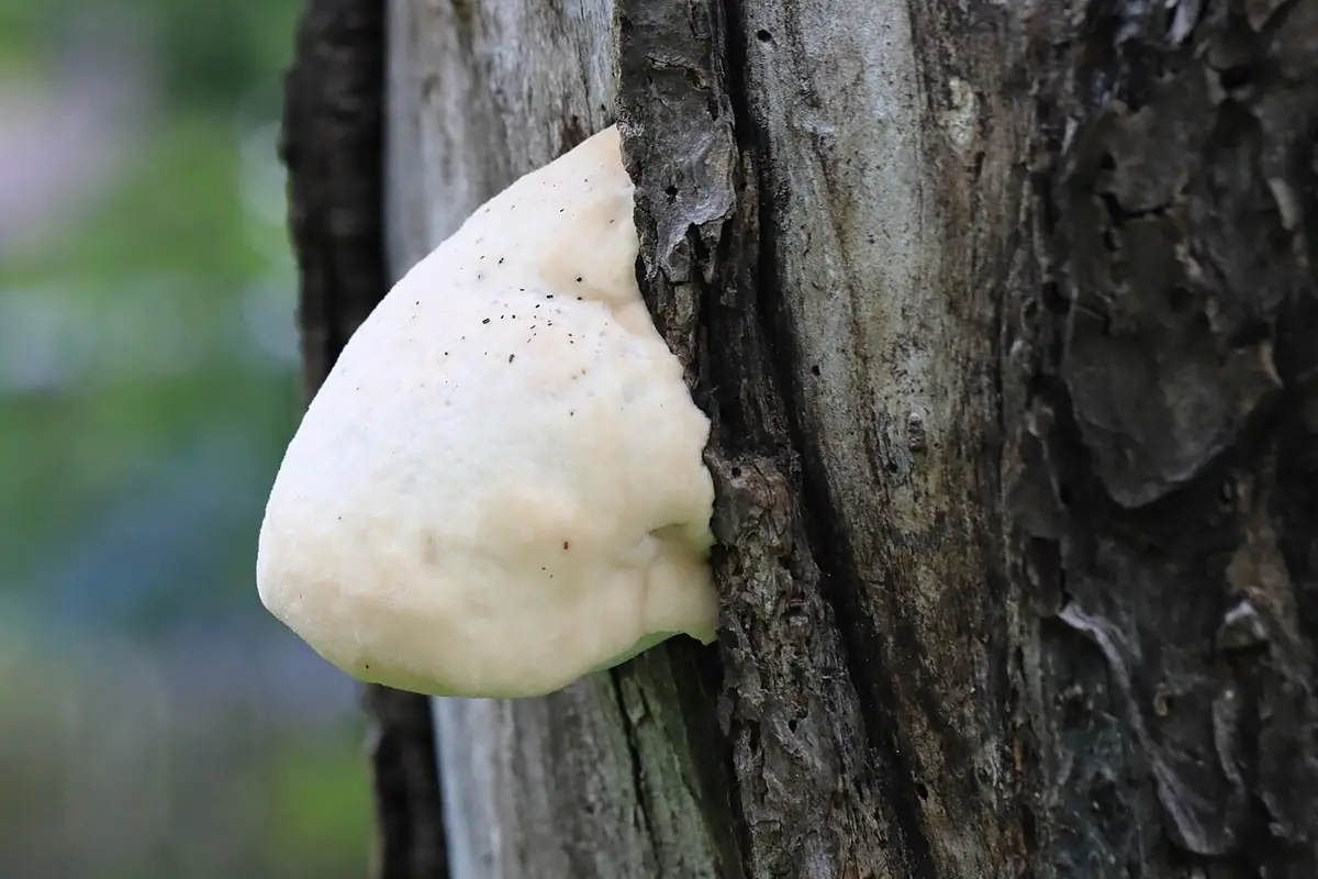 Złotoporek niemiły (Aurantiporus fissilis) — zdjęcie 1 z 4