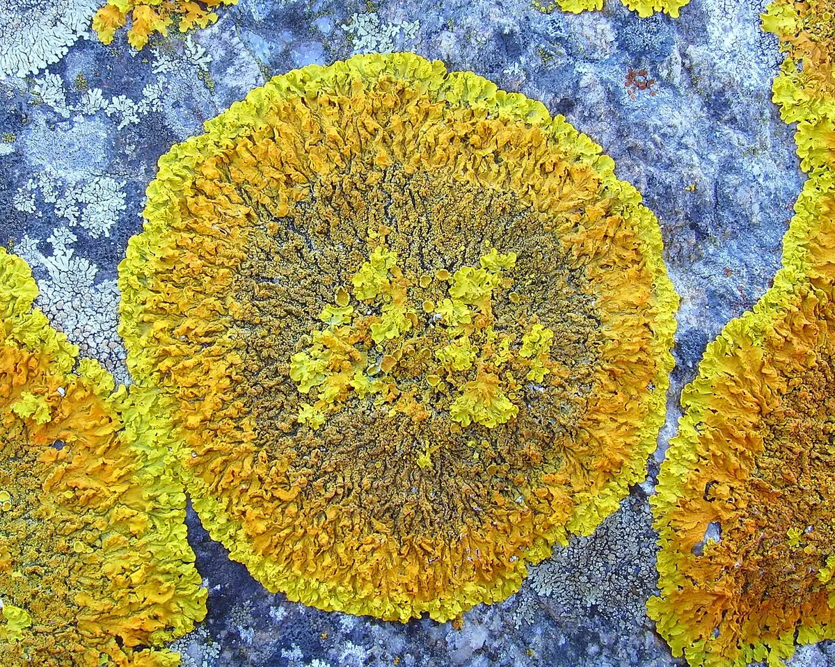 Złotorost jaskrawy (Xanthoria calcicola) — zdjęcie 1 z 4