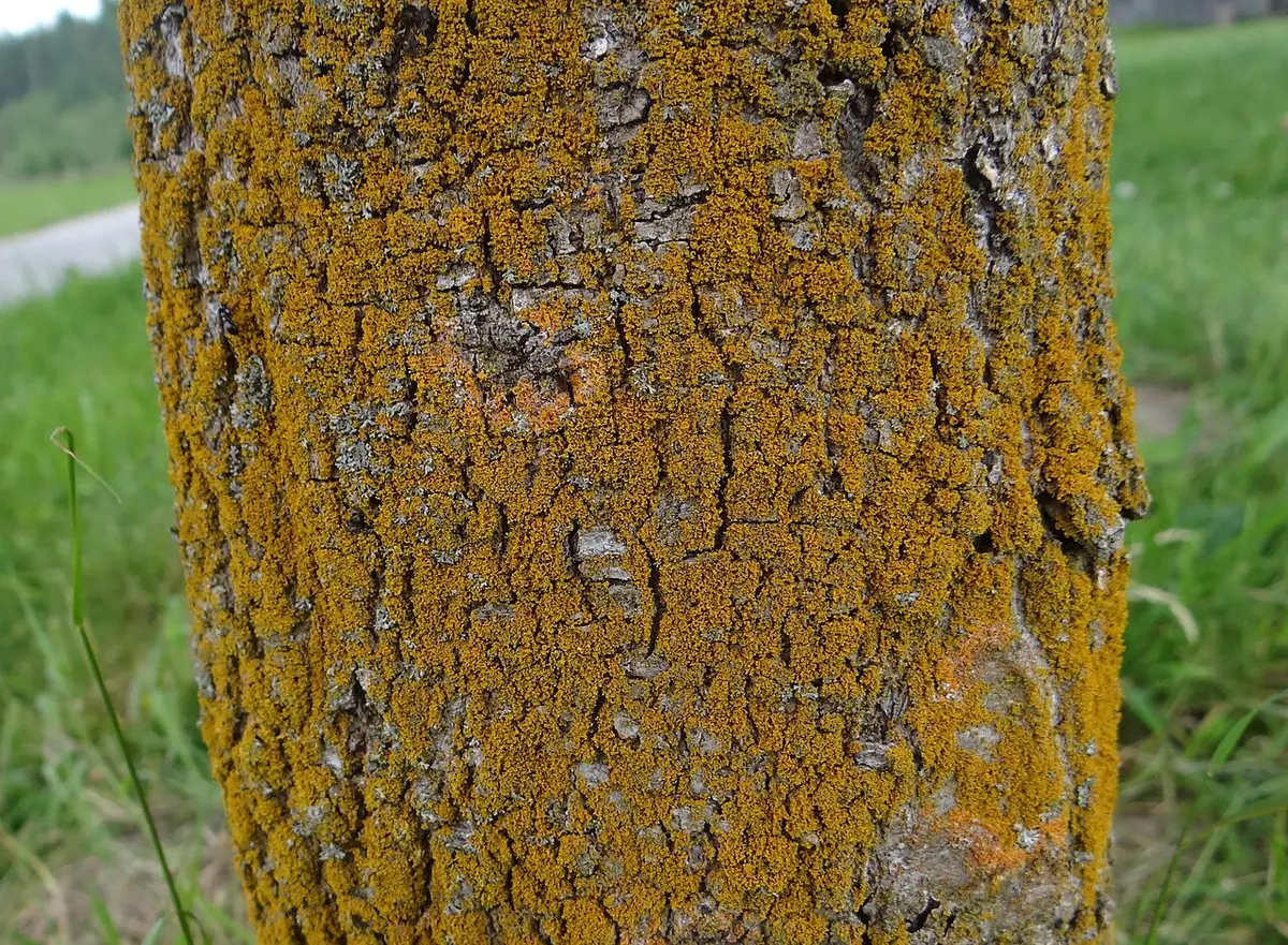 Złotorostka postrzępiona (Polycauliona candelaria) — zdjęcie 1 z 4