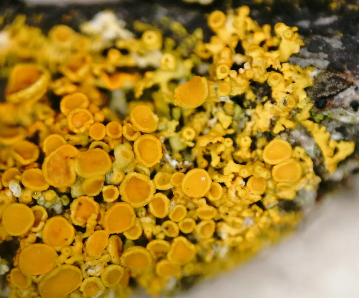 Złotorostka wieloowocnikowa (Polycauliona polycarpa) — zdjęcie 1 z 4