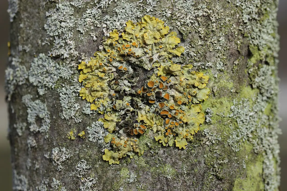 Złotorostnica obrostowa (Xanthoriicola physciae) — zdjęcie 1 z 4