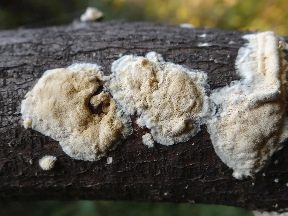 Zmiennoporek krwawiący (Rigidoporus sanguinolentus) — zdjęcie 1 z 4