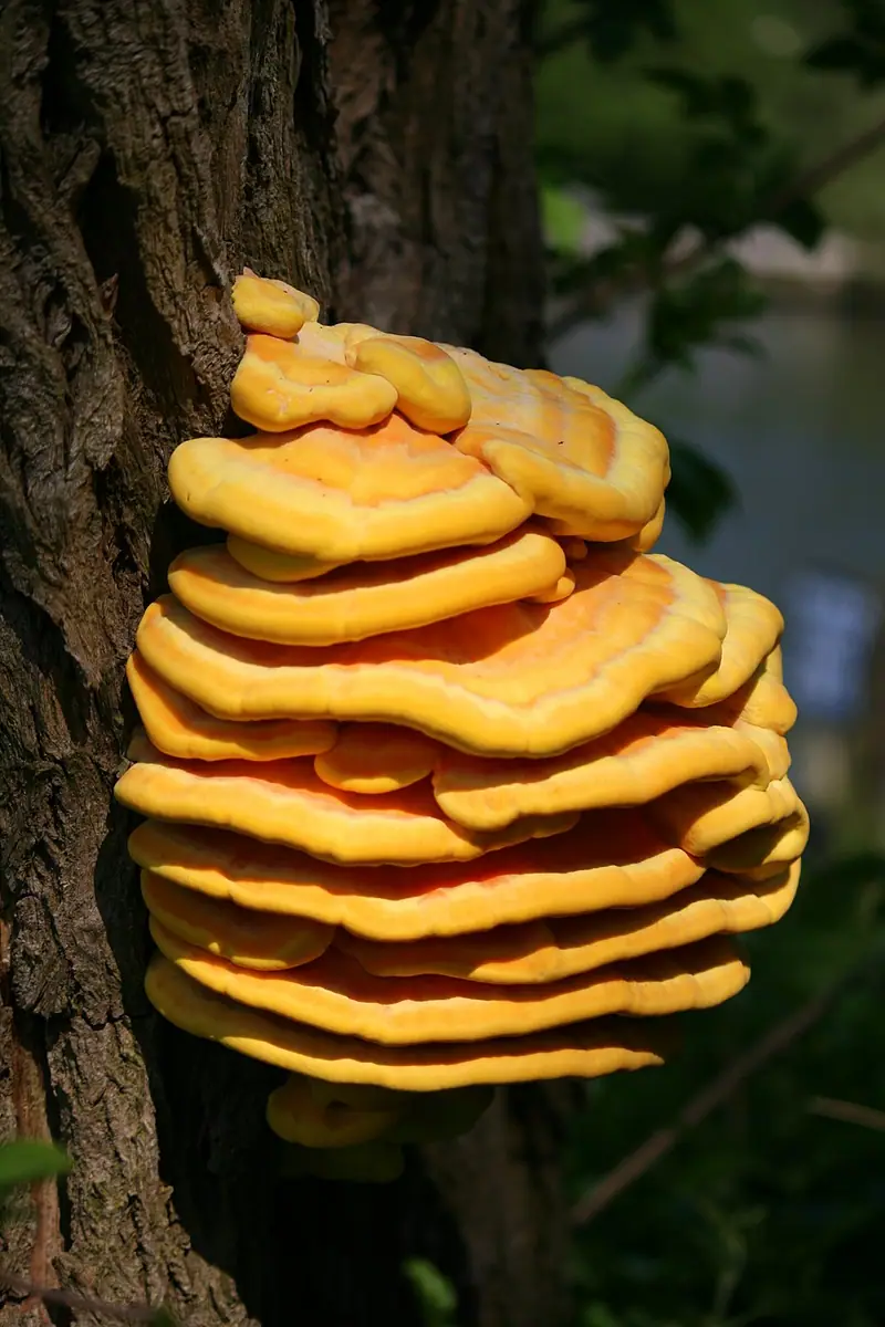 Żółciak siarkowy (Laetiporus sulphureus) — zdjęcie 1 z 4