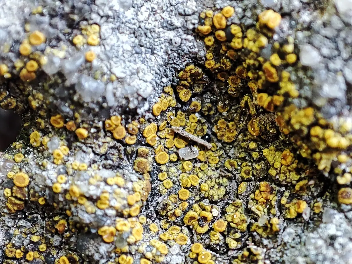 Żółtecja drobniutka (Xanthocarpia crenulatella) — zdjęcie 1 z 4