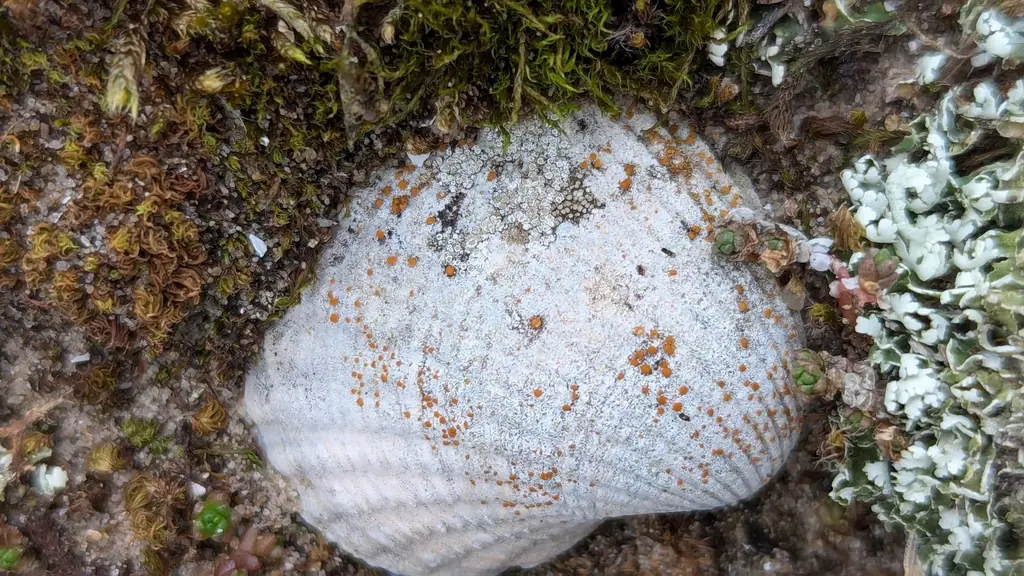 Żółtecja mleczna (Xanthocarpia lactea) — zdjęcie 1 z 3