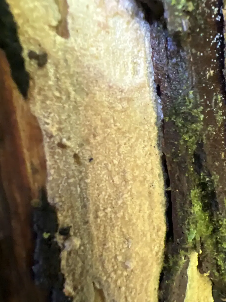 Żylak białawy (Phlebia albida) — zdjęcie 1 z 4