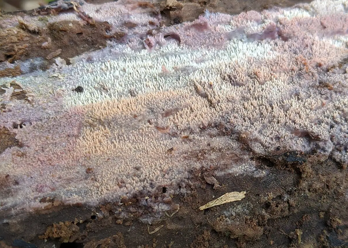 Żylak czerniejący (Mycoacia fuscoatra) — zdjęcie 1 z 3