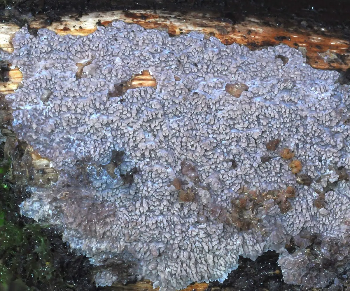 Żylak czerwonawy (Phlebia rufa) — zdjęcie 1 z 4