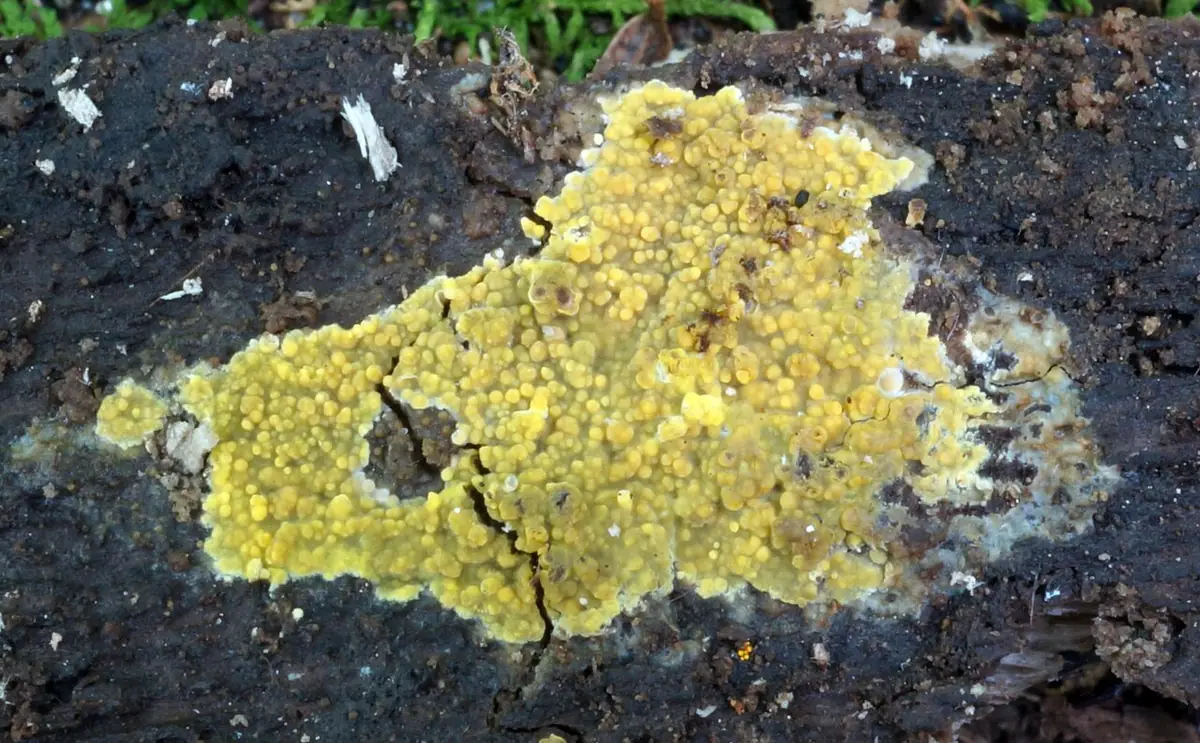 Żylak czerwonobrązowy (Phlebia subochracea) — zdjęcie 1 z 4