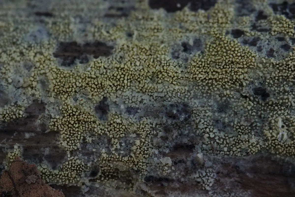 Żylak iglasty (Mycoacia aurea) — zdjęcie 1 z 3