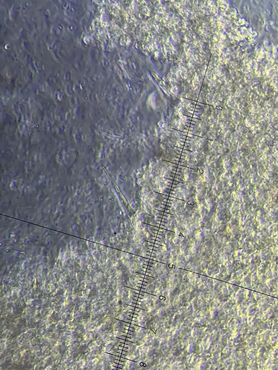 Żylak kremowobrązowy (Phlebia subserialis) — zdjęcie 1 z 3