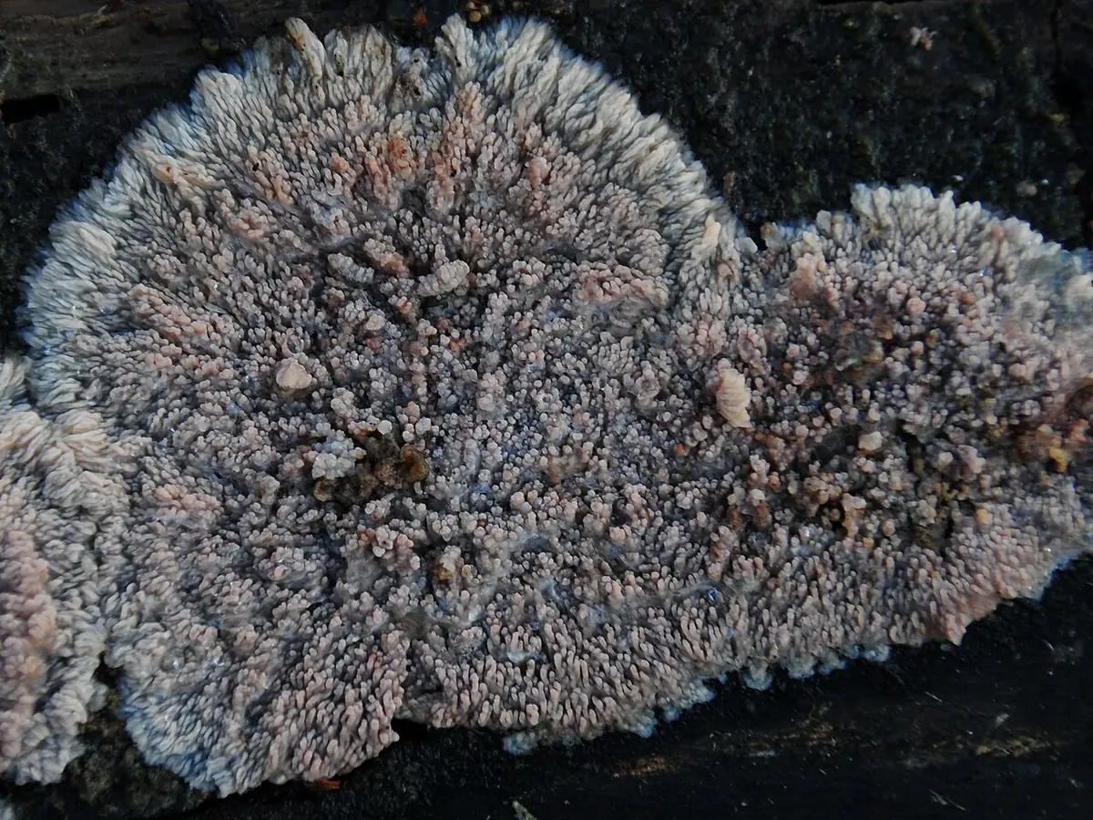 Żylak liliowy (Phlebia lilascens) — zdjęcie 1 z 3