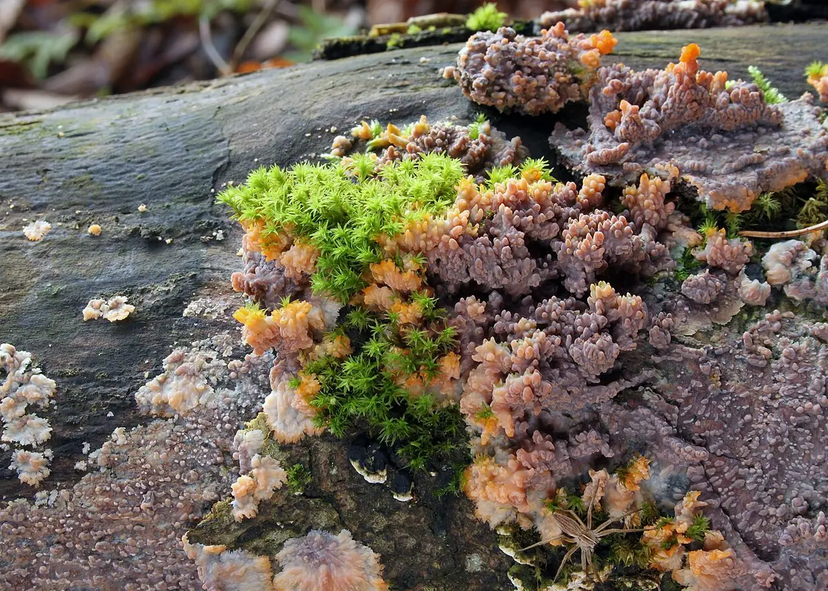 Żylak promienisty (Phlebia radiata) — zdjęcie 1 z 4