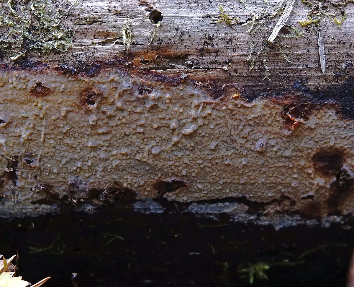 Żylak sinawy (Phlebia livida) — zdjęcie 1 z 2