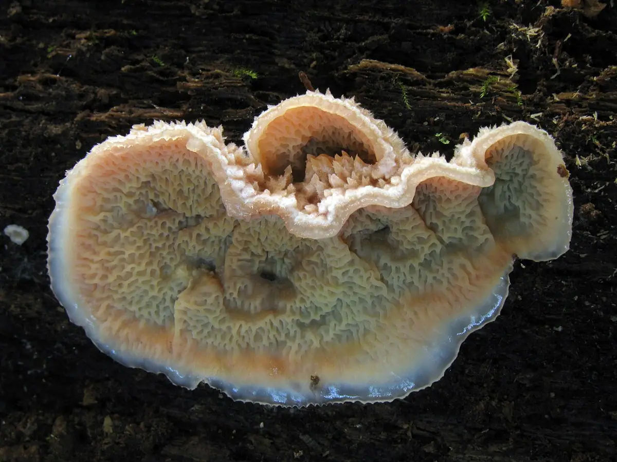Żylak trzęsakowaty (Phlebia tremellosa) — zdjęcie 1 z 4