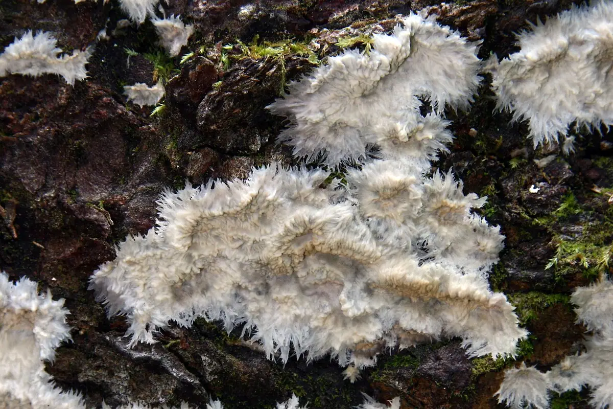 Żylak wielobarwny (Phlebia mellea)