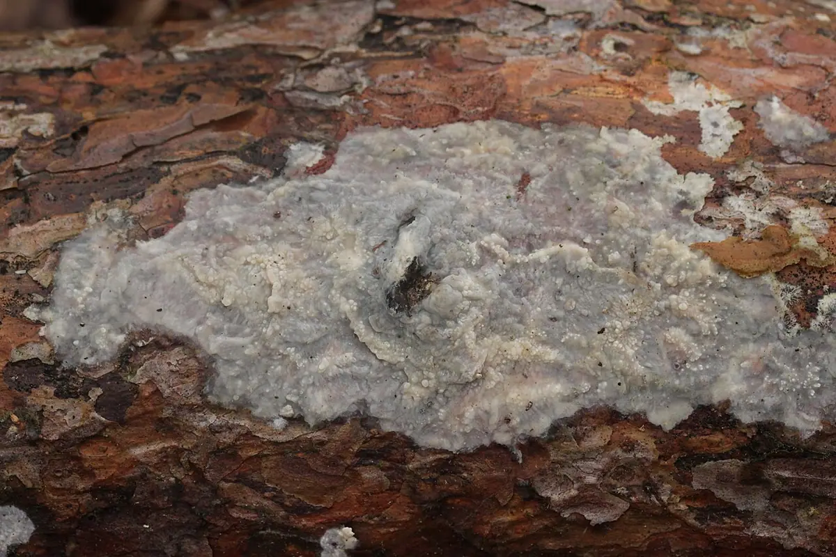 Żylica olbrzymia (Phlebiopsis gigantea) — zdjęcie 1 z 4
